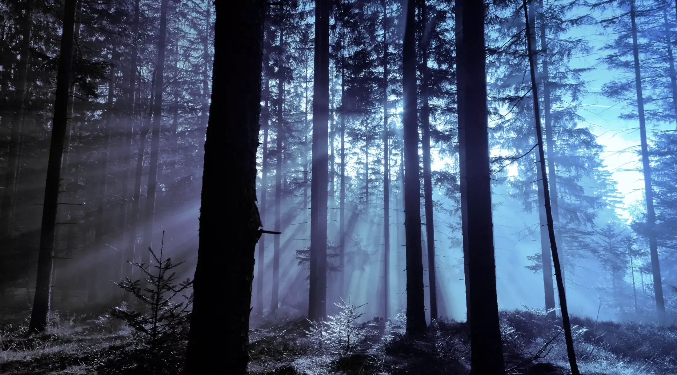 Einblicke in die Central Asset Management AG